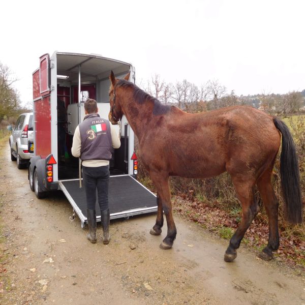 Transport de chevaux