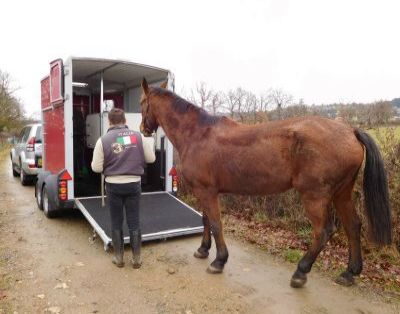 Transport de chevaux 